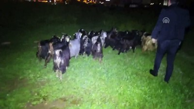 zabita - Çoban uyuyunca küçükbaş hayvan sürüsü şehre indi - ADANA  Videosu