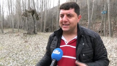 dere yatagi -  Türk tarihinin kurutuluş planı bu ağacın altında yapıldı  Videosu