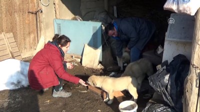 hayvan sevgisi - Sokak hayvanlarının gönüllü 'doktor bakıcıları' - HAKKARİ  Videosu