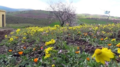 gunesli -  Suriye sınırına '‘Bahar” geldi  Videosu
