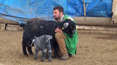 hayvancilik -  Kuzuların annelerine kavuşma heyecanı renkli görüntüler oluşturdu  Videosu