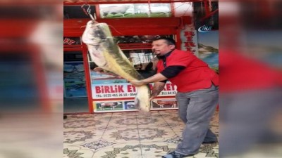 uttu -  Oltayla 45 Kiloluk Yayın Balığı Yakaladı  Videosu