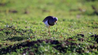 yazili aciklama - Türkiye'de yeni bir kuş türü tespit edildi (2) - SAMSUN  Videosu