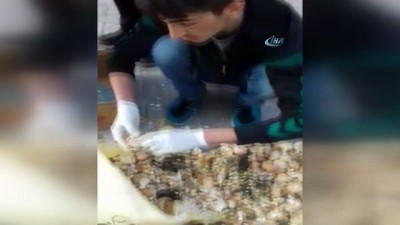 cop konteyneri -  Çöpe Atılan Yumurtalardan Canlı Civciv Çıktı  Videosu