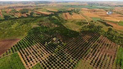ceviz agaci -  Ormanlar kırsal kalkınmanın lokomotifi oluyor...10 yıl önce dikimi gerçekleştirilen ceviz ağaçları havadan görüntülendi  Videosu