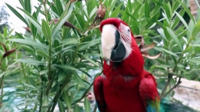 muhabbet kusu - Papağan 'Sultan' ile sahibinin dostluğu - DENİZLİ  Videosu