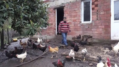 saglikli besin - Hobi olarak başladığı tavukçuluk ek gelir kapısı oldu - ORDU  Videosu