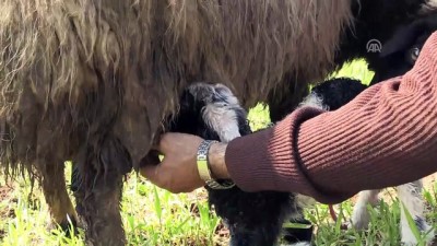 teroristler - 'Kendilerinden olmayan insanlara zulüm yaptılar' - AFRİN  Videosu