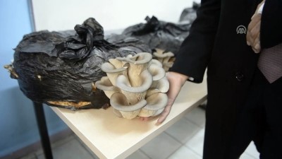 siyer - Kültür mantarı üreticisi aranıyor - ARDAHAN  Videosu