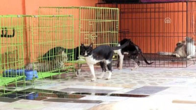 kazanci - Kedi sevgisi yuva sahibi yaptı - CAKARTA  Videosu