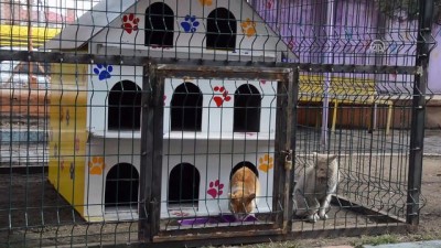hayvan sevgisi - Minik kalpler 'sokak kedileri' için atıyor - AĞRI Videosu