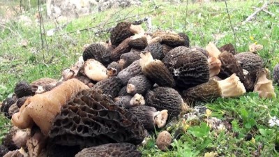 urus - Manisa'da mantar mesaisi  Videosu