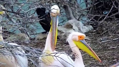 gozleme -  Pelikanlar Amasya’ya erken geldi  Videosu