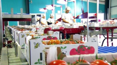 2008 yili - Termal serada üretilen domatesler Avrupa'ya satılıyor - AFYONKARAHİSAR  Videosu
