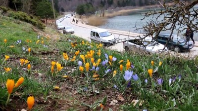piknik alanlari - Abant'ta hafta sonu yoğunluğu - BOLU Videosu