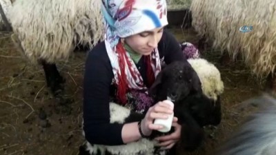 bebek -  Annesiz kalan kuzuları biberonla besliyor  Videosu