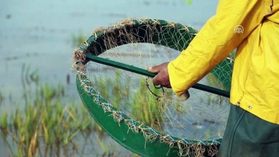 balik avi - Süleymaniye'de balık avı Videosu