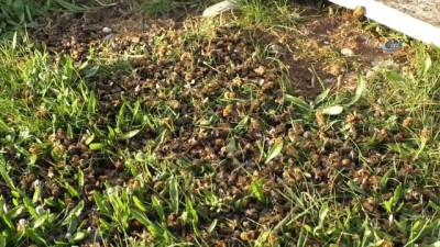 ilac kullanimi -  Adana’da toplu arı ölümleri  Videosu
