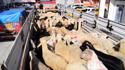 selamet - Mehmetçik'e kurbanlık boğa ve 91 koyun gönderildi - YOZGAT Videosu