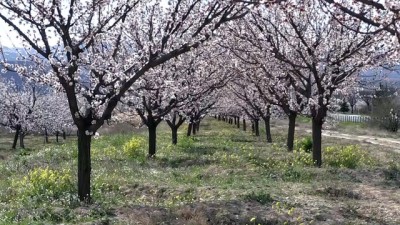 kuru kayisi - 'Dünya kayısı başkenti' beyaza büründü - MALATYA  Videosu