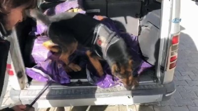 tahkikat -  Kömür torbaları içerisine saklanan 59 kilo 470 gram eroin narkotik köpeği 'Efes'e takıldı  Videosu