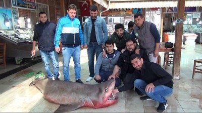 kopek baligi -  Mersin'de 400 kiloluk köpekbalığı yakalandı  Videosu
