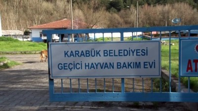 sokak kopegi -  Resmi plakalı araç ezdiği köpeği bırakıp kaçtı  Videosu