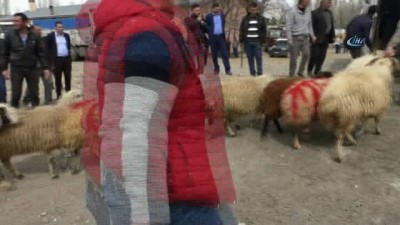 cayli -  Arpaçay’dan Afrin’e 400 baş hayvan desteği  Videosu