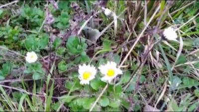  İznik'te sazlık yangını