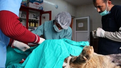  Köpeğin karın kısmından 2 kilo 200 gram tümör çıktı 