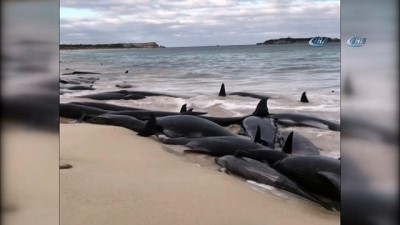 balina -  - Avustralya’da 150 Balina Karaya Vurdu  Videosu