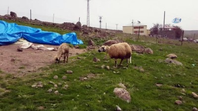 eziler -  Kedi 14 koyunu telef etti...Koyunlar kediyi kurt zannetti, korkudan birbirlerini ezdi  Videosu