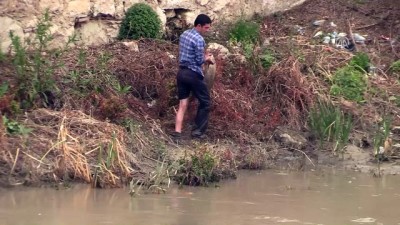 olu balik - Yeşilırmak'ta toplu balık ölümleri görüldü - AMASYA  Videosu