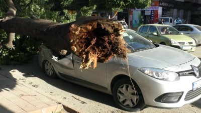 gard -  Adana’da şiddetli rüzgar ağaçları söktü Videosu