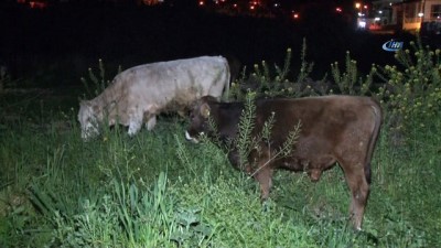 buyukbas hayvan -  Çoban uyuya kaldı inekler şehre indi Videosu