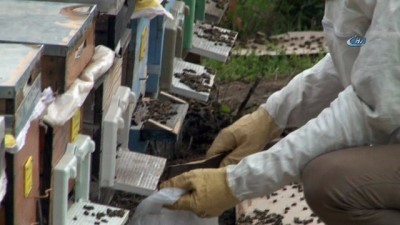 ayetler -  Çamur yağdı, milyonlarca arı telef oldu... Toplu arı ölümleri arıcıları tedirgin etti  Videosu