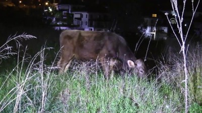 buyukbas hayvanlar - Çoban uyuyunca başıboş kalan danalar caddeye kaçtı - ADANA  Videosu