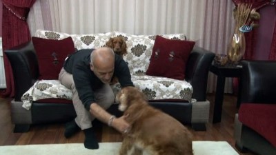 ulser -  Kedi ve köpeklerin dostluğu görenleri şaşırtıyor  Videosu