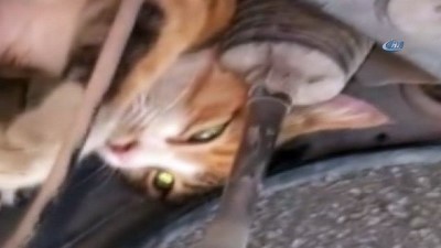 kurtarma operasyonu -  Otomobilden kedi kurtarma operasyonu  Videosu
