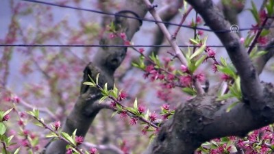 ihracat rakamlari - Yaş meyve sebze ihracatında 'verimli yıl' beklentisi - BURSA  Videosu