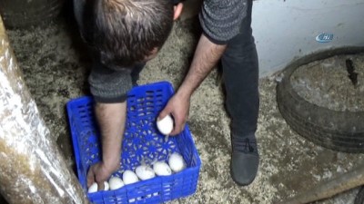 asgari ucret -  Evini satarak kaz çiftliği kurdu  Videosu