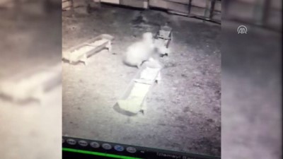 kurt saldirisi - Kurtların ağıldaki koyuna saldırısı güvenlik kamerasında - KONYA  Videosu