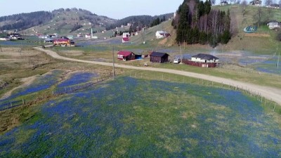 estetik -  Yayla mor örtü ile kaplandı...Kadıralak Yaylası havadan görüntülendi Videosu