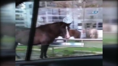 sosyal medya -  Atı aracına davet eden ilginç sürücü  Videosu