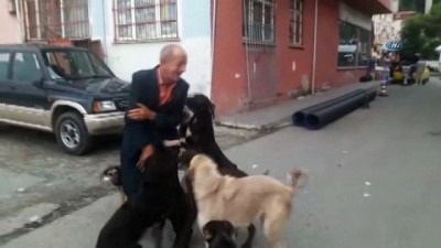 sokak kopekleri -  Köpekler onu 3 gün sonra karşılarında görünce sevinçten çıldırdı  Videosu