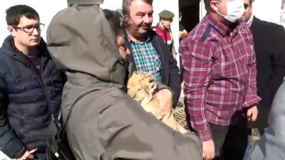 muhabbet - Kamyonetten aslan yavrusu çıktı - EDİRNE  Videosu