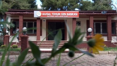 sagliksiz urunler -  Türkiye'nin gelecek nesillere mirası tohum eksi 19 derece, şifreli odalarda saklanıyor  Videosu