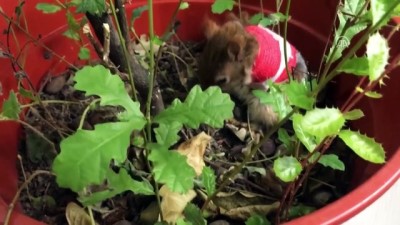 ogretim gorevlisi - 'Karamel' geçici protezine kavuştu - İSTANBUL Videosu