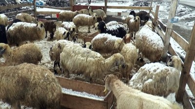 kazma kurek -  Mart karı Erzurum’u esir aldı  Videosu