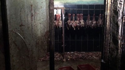kacak - 'Kaçak tavuk kesimi' operasyonu - ADANA Videosu